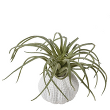 Load image into Gallery viewer, Green Tillandsia in pot 9x6