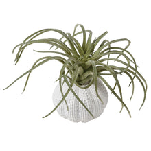 Load image into Gallery viewer, Green Tillandsia in pot 9x6