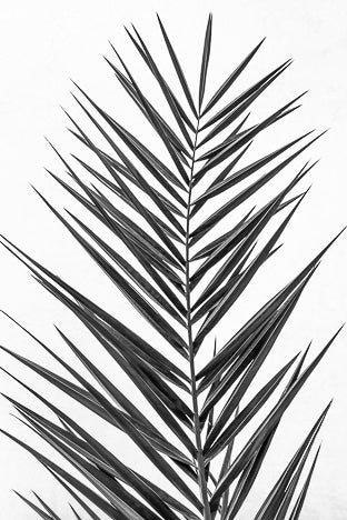 'Palm' by Philippe David
