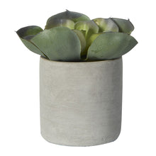 Load image into Gallery viewer, Aloe vera in cement pot