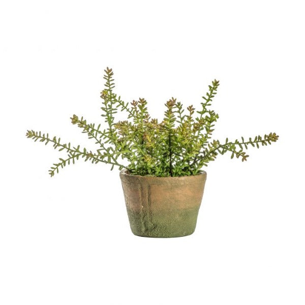 Potted sedum burrito