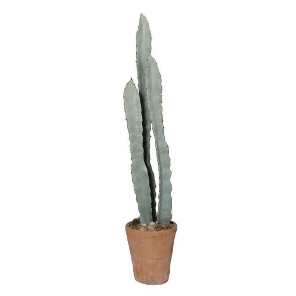 Totem pole cactus in terracotta pot