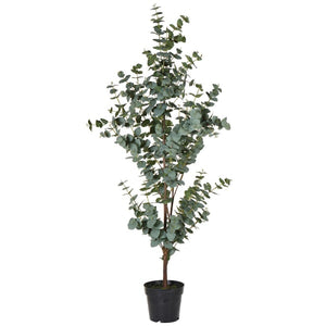 Eucalyptus tree in pot 150x70