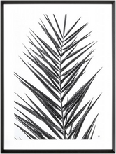 Load image into Gallery viewer, &#39;Palm&#39; by Philippe David
