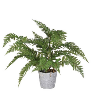Green/grey bracken fern plant in cement pot 11x11