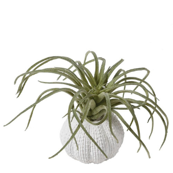 Green Tillandsia in pot 9x6