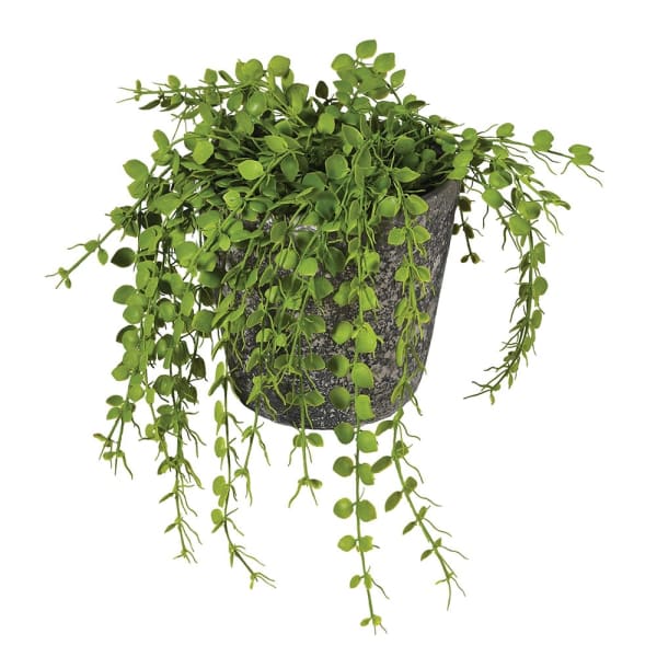 Green fern in pot
