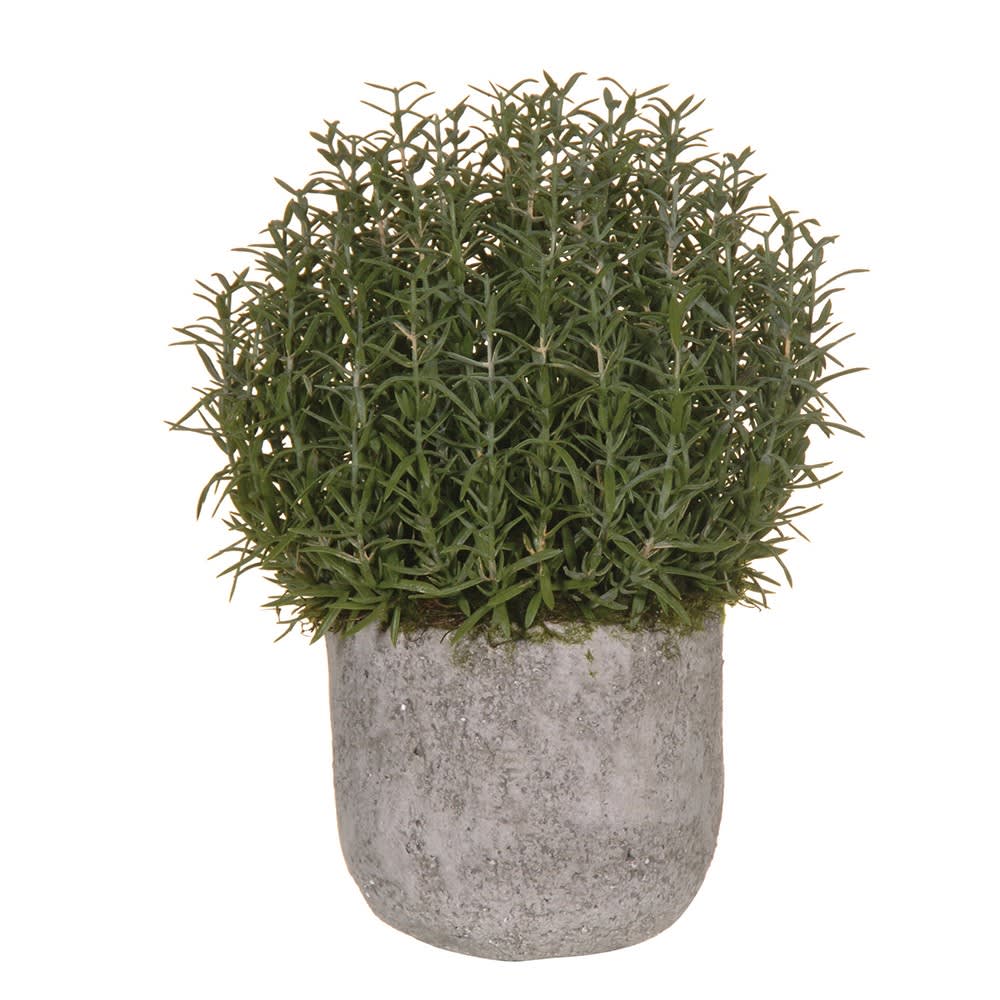 Rosemary bush in cement pot