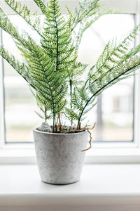 Green/grey bracken fern plant in cement pot 11x11