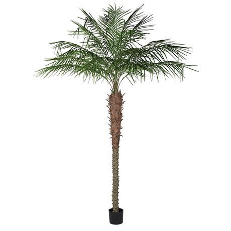 'Pheonix' palm tree