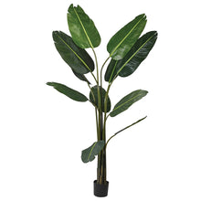 Load image into Gallery viewer, Banana tree in pot
