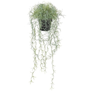 Spanish moss tillandsia plant in pot 8x9