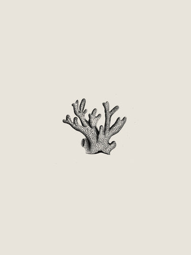 'Coral' by Sam Scales
