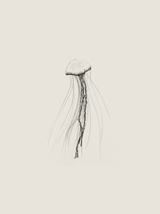 'Jellyfish' by Sam Scales