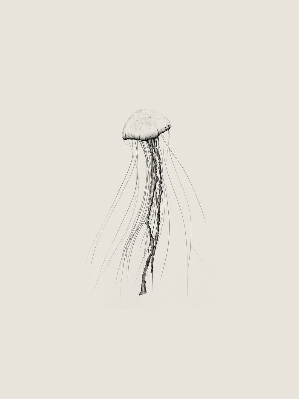 'Jellyfish' by Sam Scales