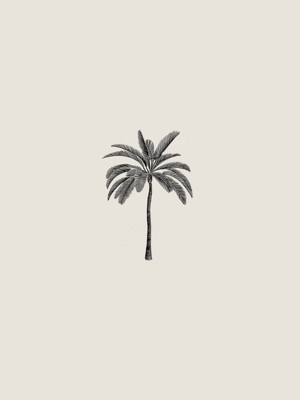 'Palm' by Sam Scales