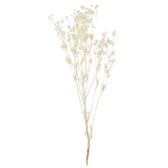 White dried flowers