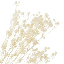 Load image into Gallery viewer, White dried flowers