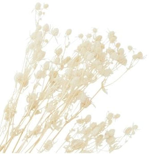 White dried flowers