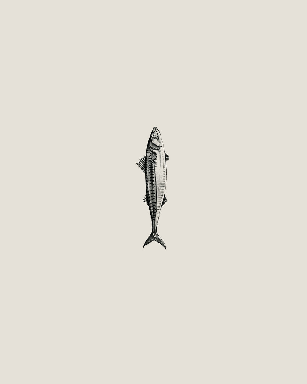'Mackerel' by Sam Scales